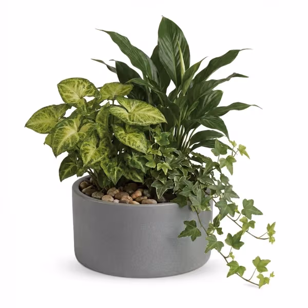 Canopy Botanic Dish Garden
flowers cost