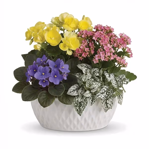 Fern Charm Basket
flowers cost