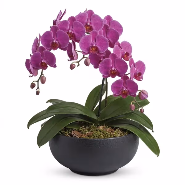 Aureate Glow Plant
flowers cost