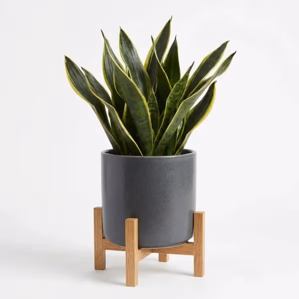 Pebble Haven Houseplant flowers cost