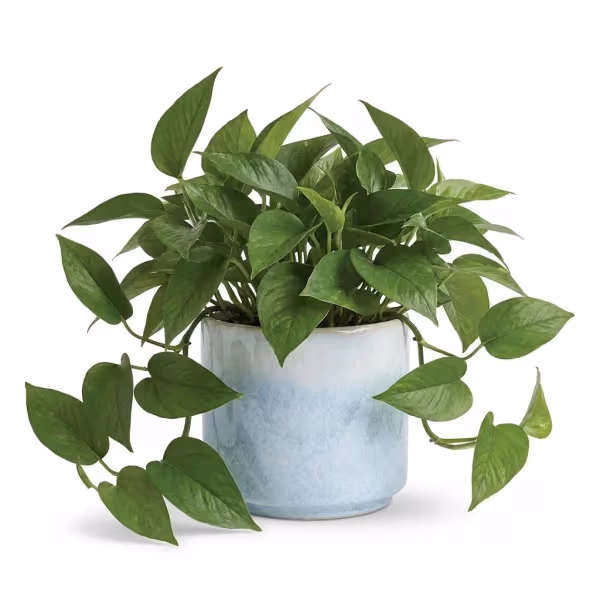 Lush Shimmer Houseplant
flowers cost