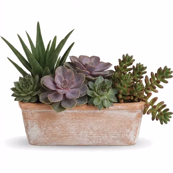 Mesa Glow Succulent Garden flowers cost
