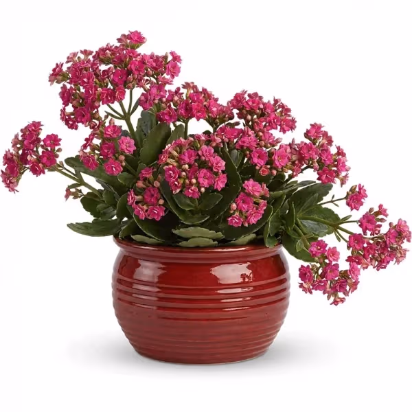 Radiant Promise Plant
flowers cost