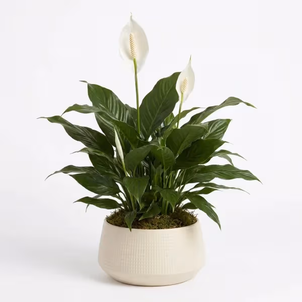 Beloved Desire Plant
flowers cost