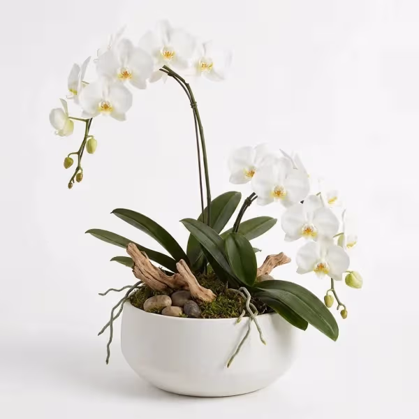Refined Glow Garden Plant flowers cost