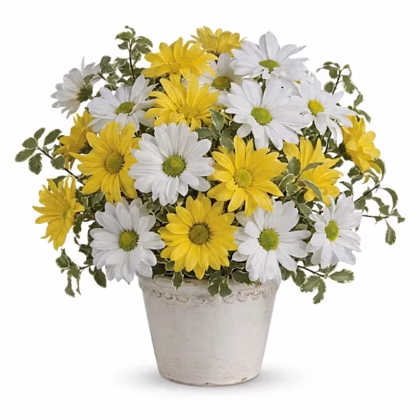 Sunny Burst Blooms
flowers cost