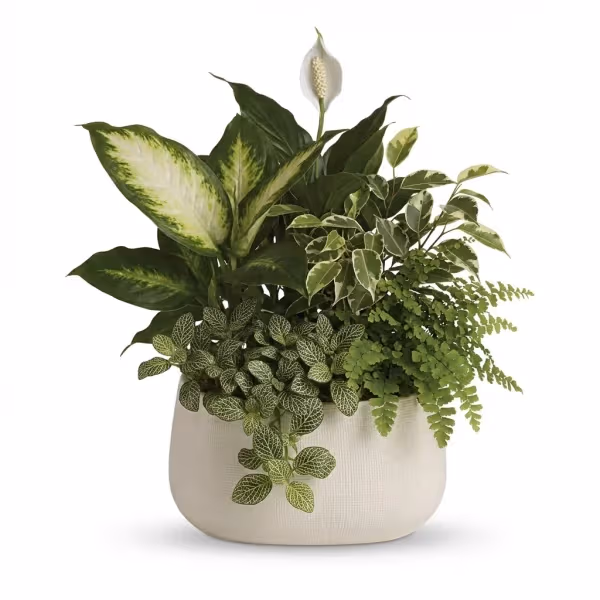 Stillwater Retreat Bouquet
flowers cost